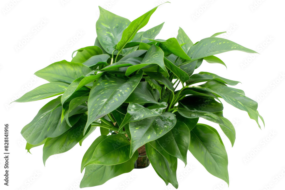 Chinese evergreen, isolated on solid white background, PNG di-cut style, realistic photo style, object as model Chinese evergreen, isolated on solid white background, PNG di-cut style, realistic photo style, object as model