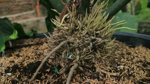 close up of husk and roots of gelombang cinta plant or anthurium plowmanii in pot photo