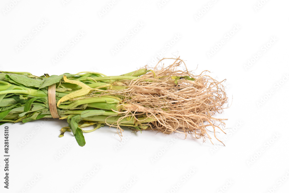 Hand holding Fresh water spinach isolated on white background. Hand holding Fresh water spinach isolated on white background.