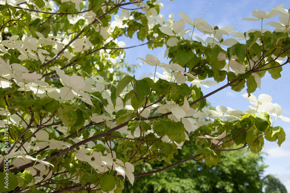 夏の満開の白い花　ヤマボウシ
