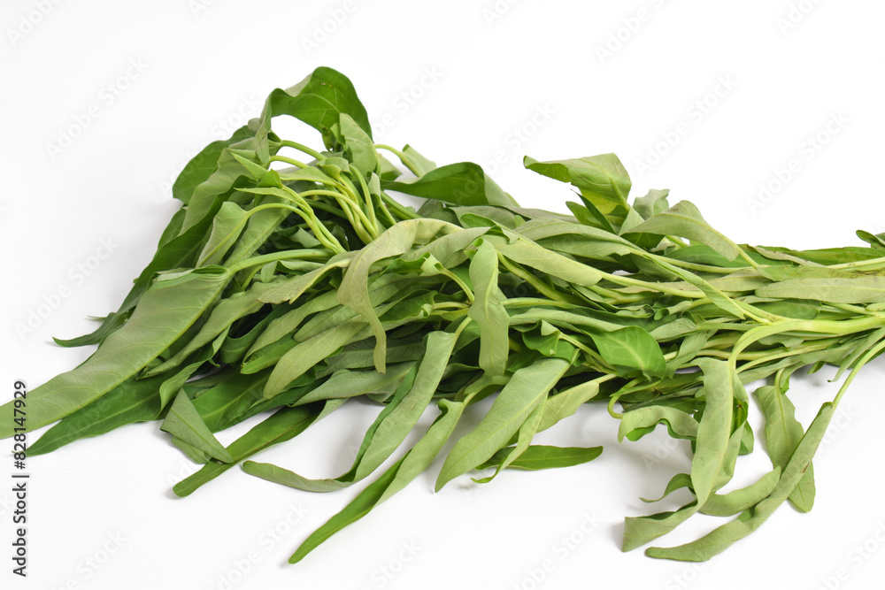Fototapeta premium Hand holding Fresh water spinach isolated on white background.