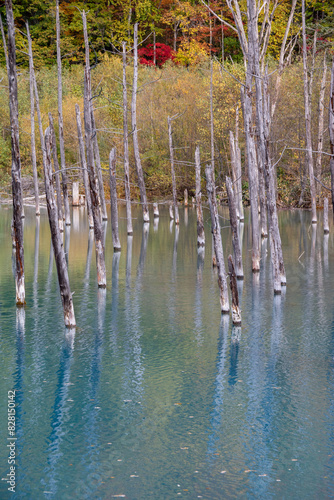 黄葉の雑木林と青い池

