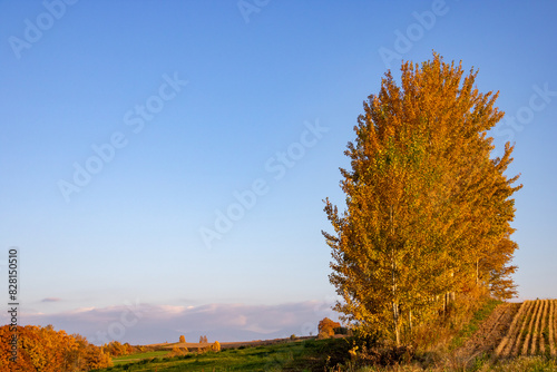秋の畑作地帯と黄葉した木
