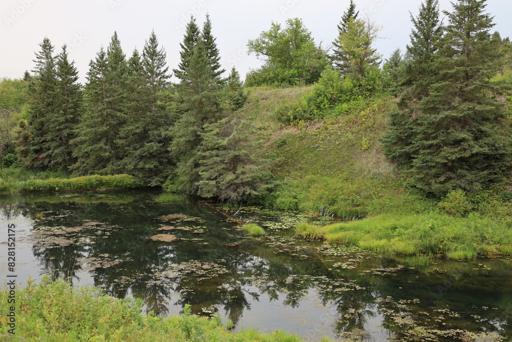 Fototapeta premium trees reflected in the peaceful waters of a pond at the bottom of a ravine