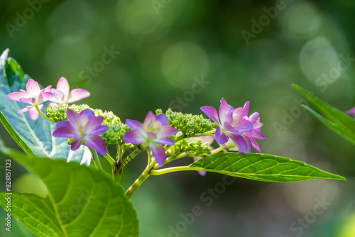 Wallpaper Mural ピンク紫陽花: 夏の庭の鮮やかさ Torontodigital.ca