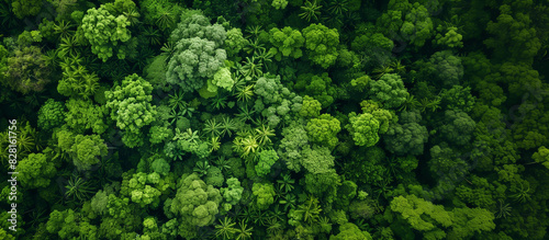 Fototapeta Naklejka Na Ścianę i Meble -  A lush green forest with many trees and a few bushes. The forest is full of life and is a beautiful sight to behold