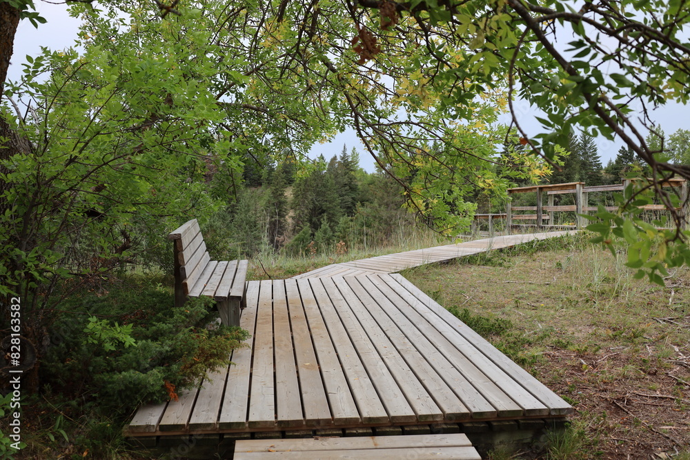 shady platform and bench along a boardwalk shady platform and bench along a boardwalk