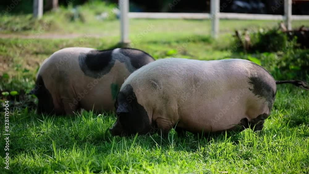 Two pigs grazing in a green meadow and eats grass. Grazing rural animals outdoors. Two pigs grazing in a green meadow and eats grass. Grazing rural animals outdoors.