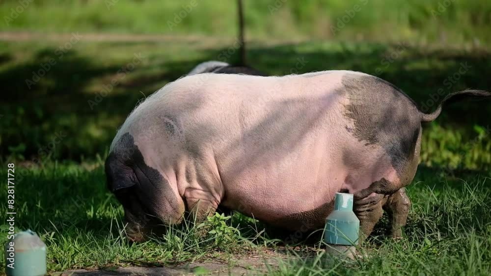 Pig grazing in a green meadow and eats grass and wagging its tail Pig grazing in a green meadow and eats grass and wagging its tail