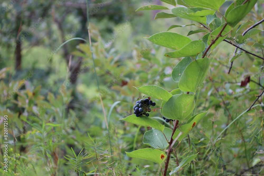 cluster of blue black berries on a stem with rich green leaves cluster of blue black berries on a stem with rich green leaves