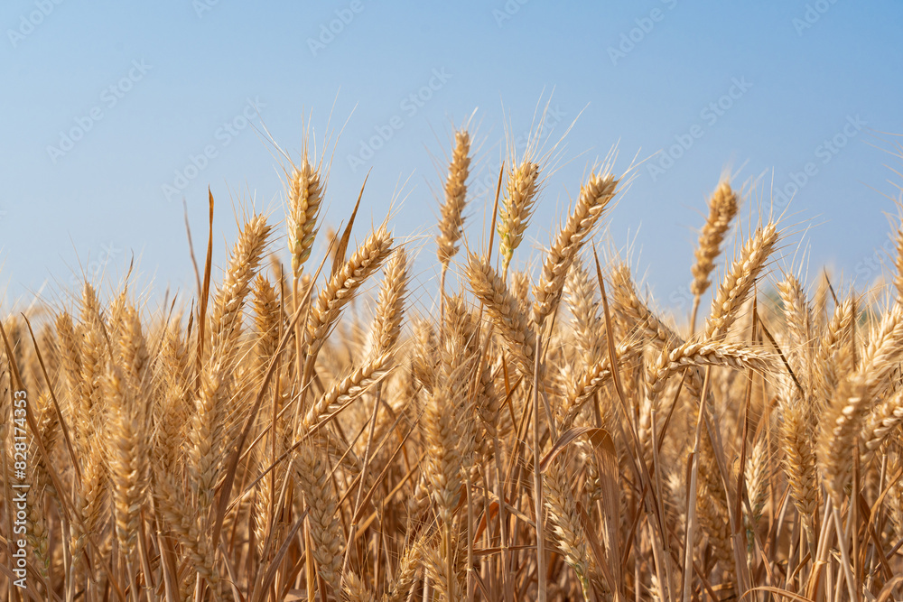 golden wheat field. Ears of golden wheat close up. golden wheat field. Ears of golden wheat close up.