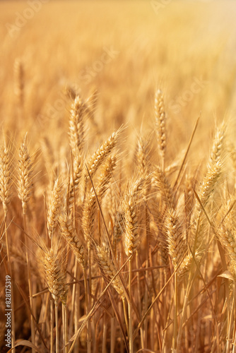golden wheat field. Ears of golden wheat close up.