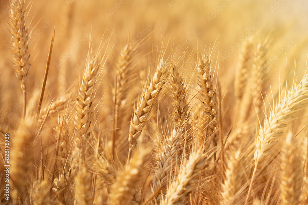 golden wheat field. Ears of golden wheat close up. golden wheat field. Ears of golden wheat close up.