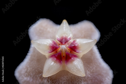 Hoya carnosa flower in the wild state photo