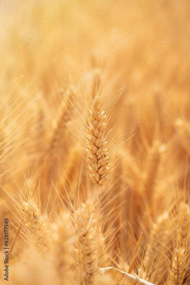 golden wheat field. Ears of golden wheat close up. golden wheat field. Ears of golden wheat close up.