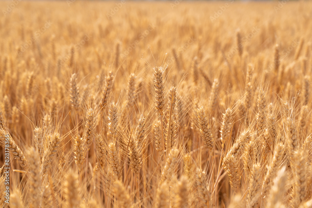 golden wheat field. Ears of golden wheat close up. golden wheat field. Ears of golden wheat close up.