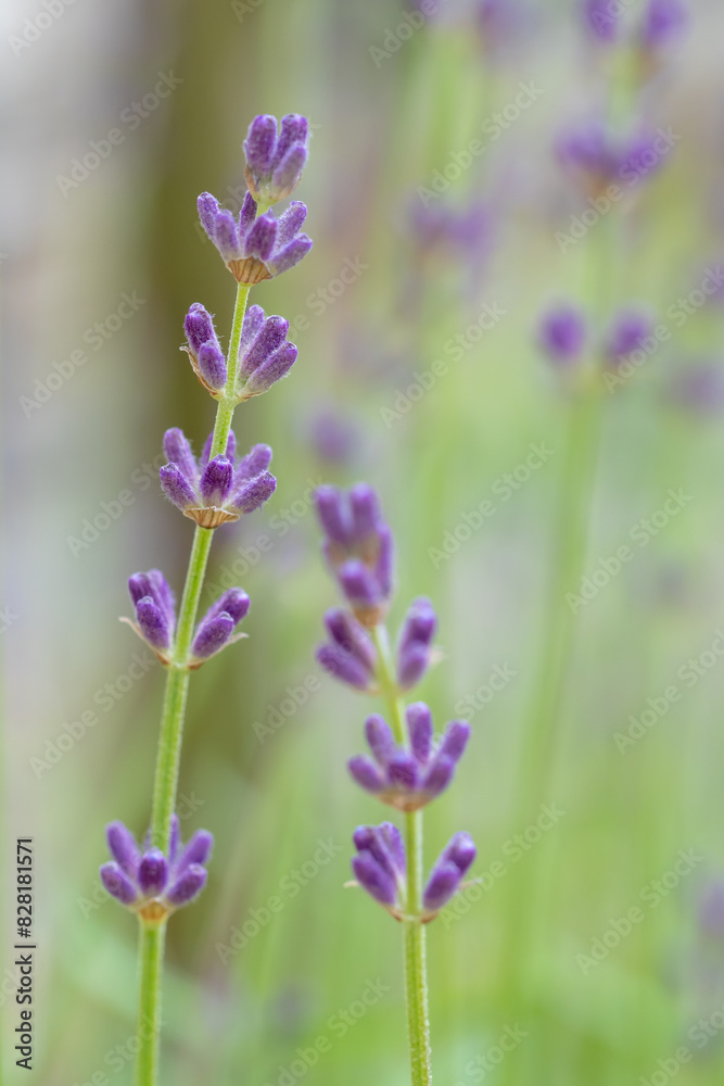 Naklejka premium ラベンダーの花