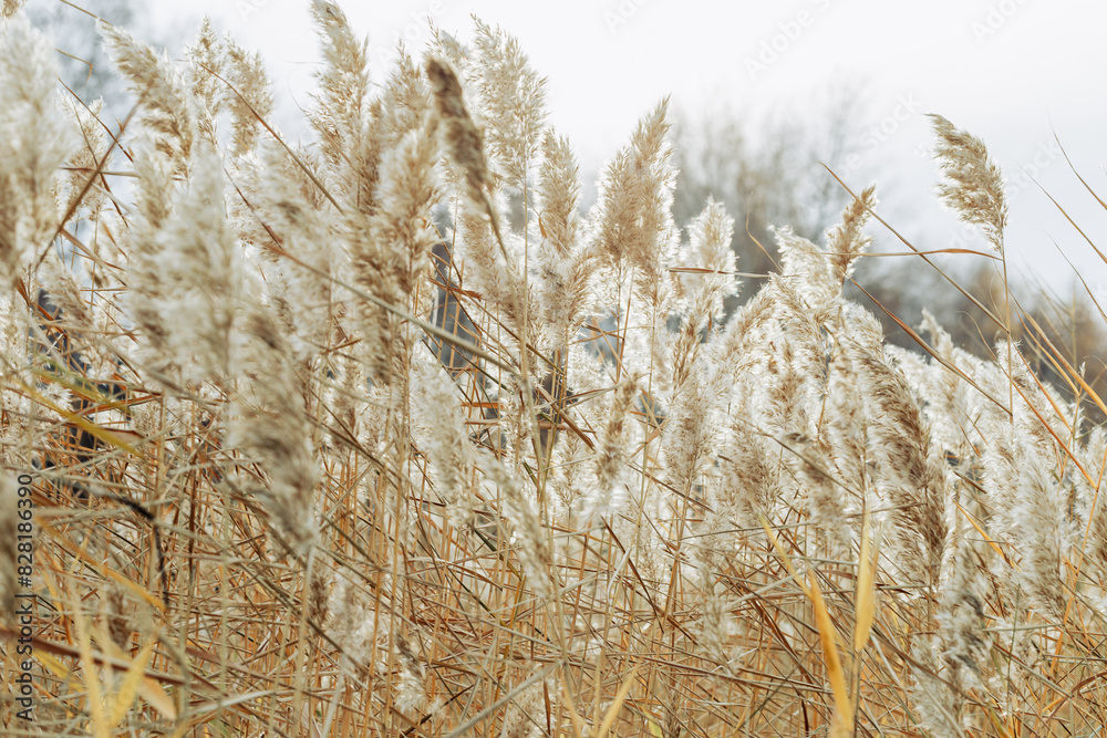 Fototapeta premium Beige wild grass and blue sky as Natural textured pattern, contour light, organic design blur background, soft pastel color. Aesthetic nature scenery, minimal autumn seasonal ornament patterns
