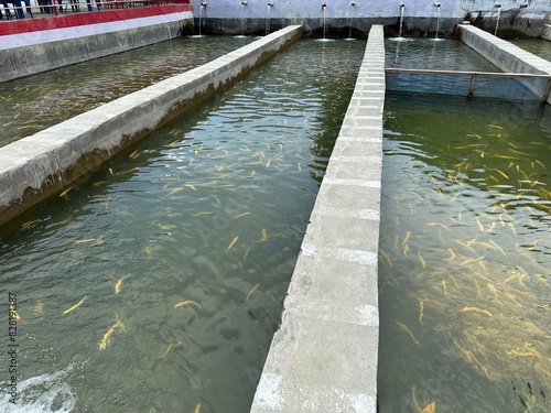 Foto Breeding golden trout fish in hatchery in Madyan, Swat, Khyber Pakhtunkhwa Pakistan