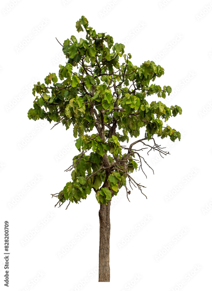 Obraz premium Green tree isolated on transparent background with clipping path and alpha channel.