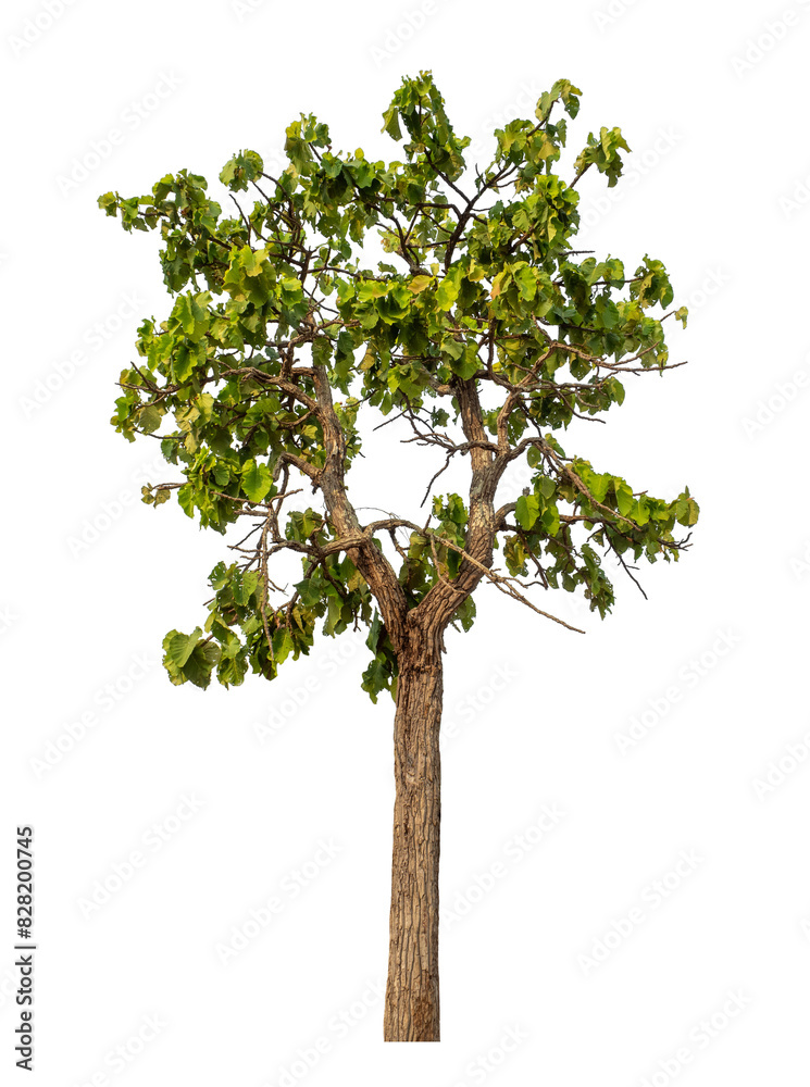 Green tree isolated on transparent background with clipping path and alpha channel. Green tree isolated on transparent background with clipping path and alpha channel.