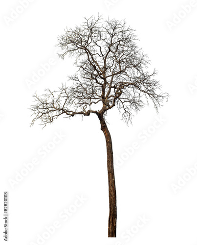 Dead tree isolated on transparent background with clipping path and alpha channel.