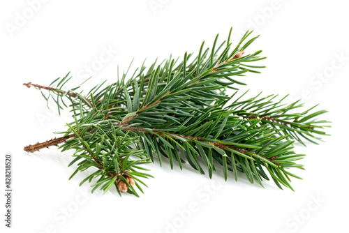 Fresh pine branches with vibrant green needles  perfect for holiday decorations and aromatic home decor.