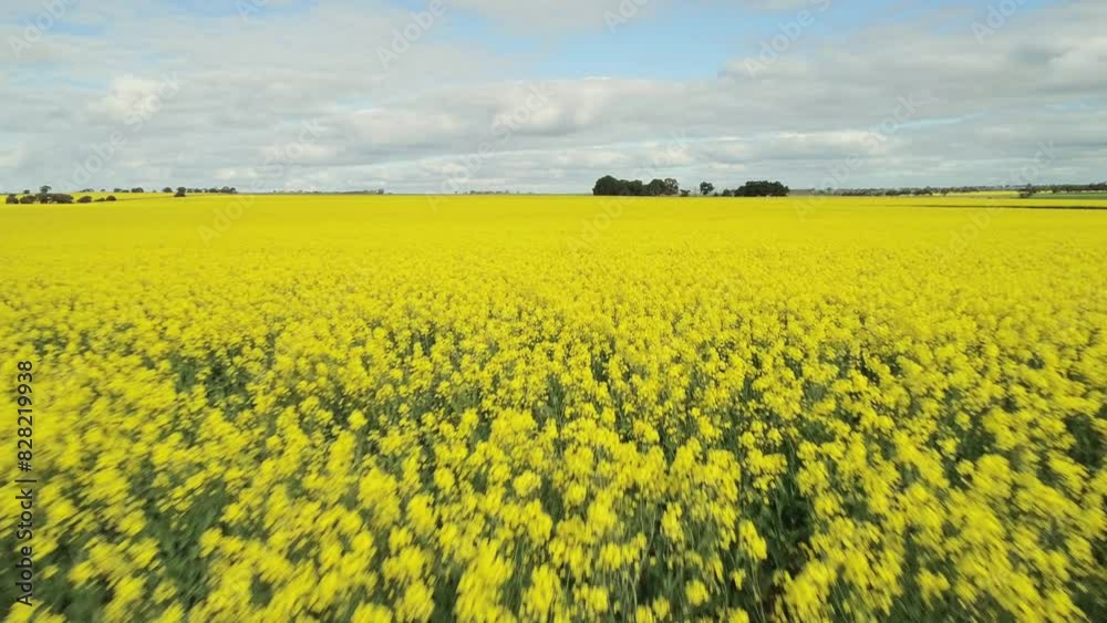 Drone Flying Over Canola Rapeseed Crop Field Paddock Birdseye View