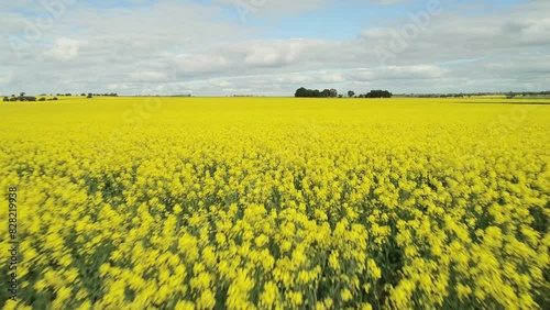 Drone Flying Over Canola Rapeseed Crop Field Paddock Birdseye View photo