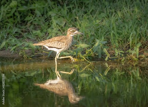 A water dikkop bird, also known as a water thick knee, walking along the water's edge and foraging for insects and crustaceans at Lake Panic in Kruger National Park in South Africa.
