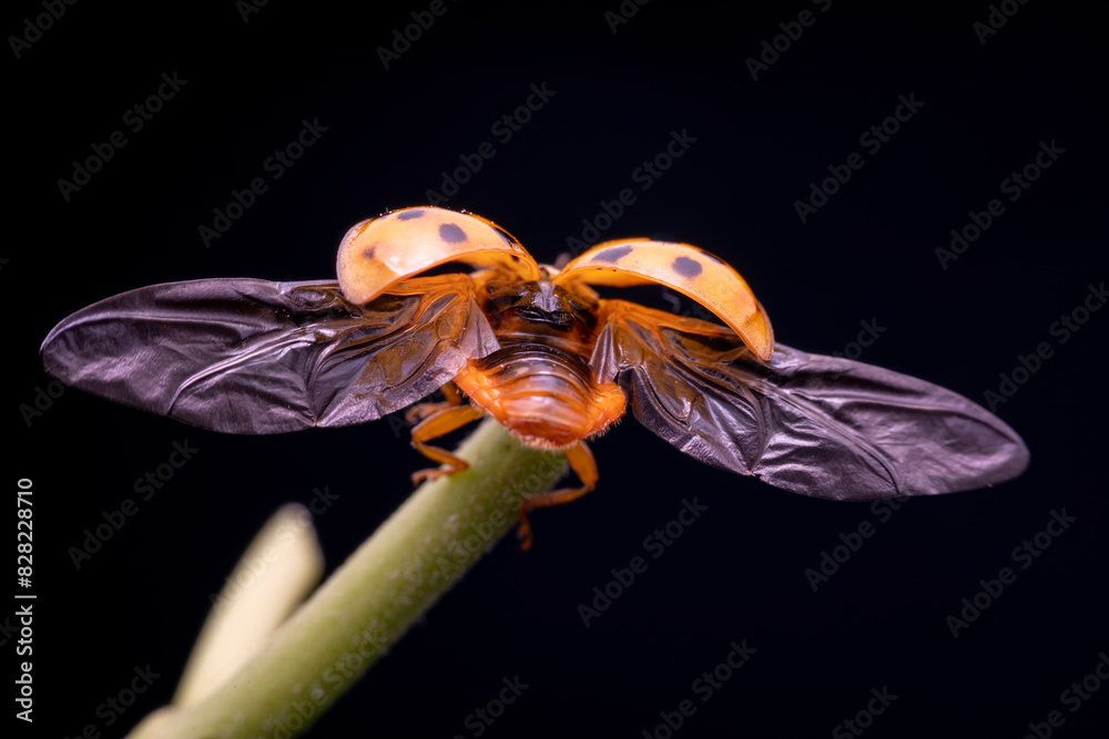 Harmonia axyridis in the wild state