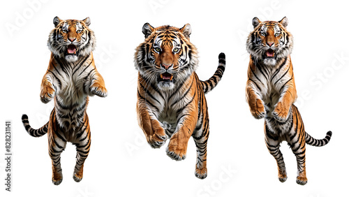 Front view of tiger is jumping directly towards the viewer. Isolated on transparent background.