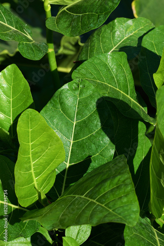 Taro or elephant ear plant leaves in a lush garden, exotic plant background  © yulen
