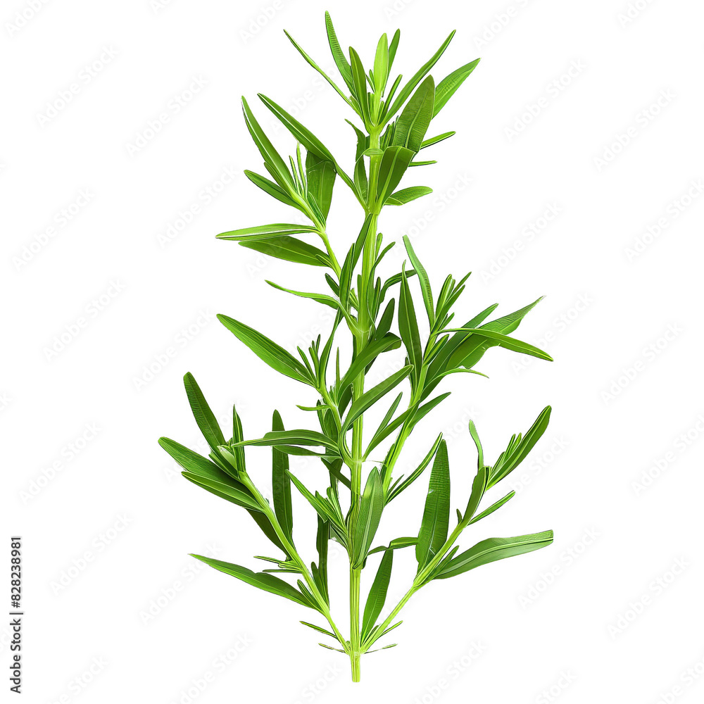 Fototapeta premium rosemary