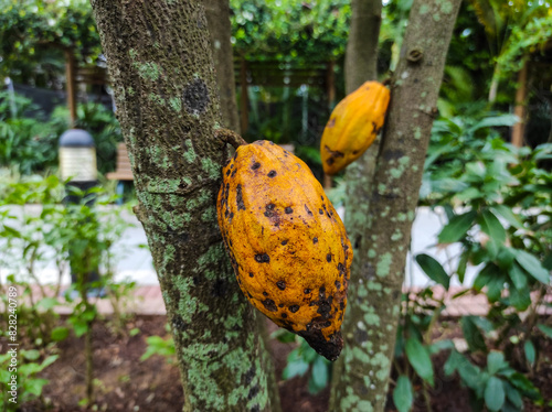 Theobroma cacao ,cacao tree or cocoa tree in the garden 