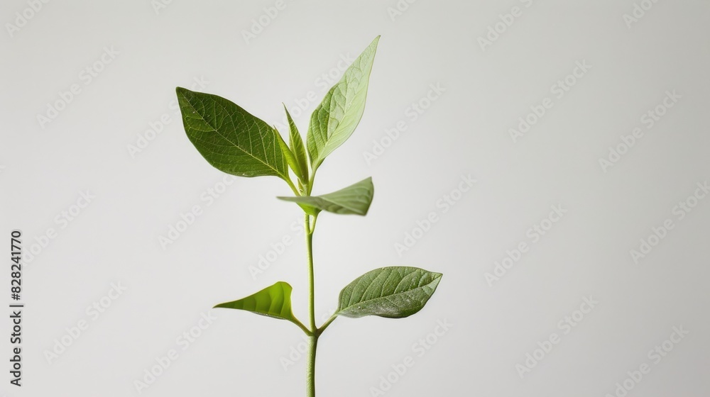 A young seedling with its first leaves open, standing tall and vibrant against a pristine white background A young seedling with its first leaves open, standing tall and vibrant against a pristine white background