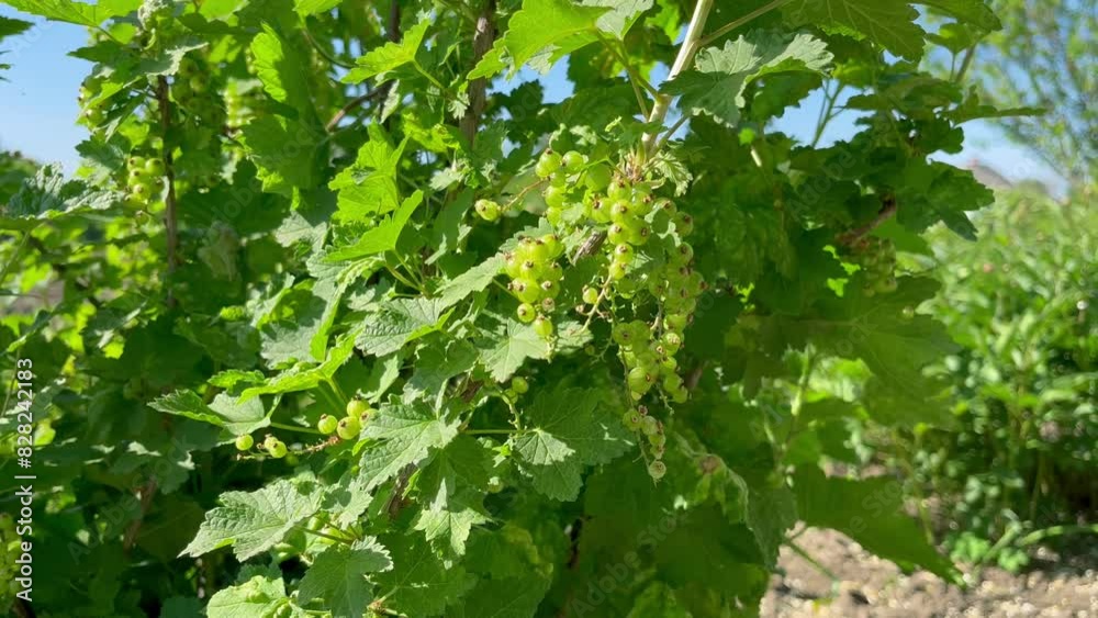 An immature red currant berries grow on a redcurrant bush in a fruit garden An immature red currant berries grow on a redcurrant bush in a fruit garden