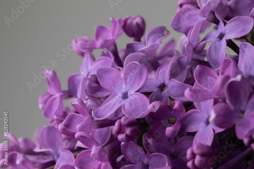  image of a branch of blooming lilac