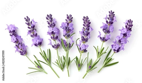 Lavender flowers isolated on white background