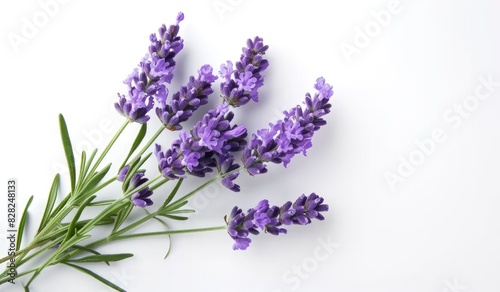 Beautiful Lavender flowers isolated on white background. Flay Lay