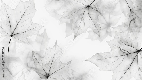 Monochrome abstract image of maple leaves with intricate vein details, creating a delicate and ethereal effect. photo