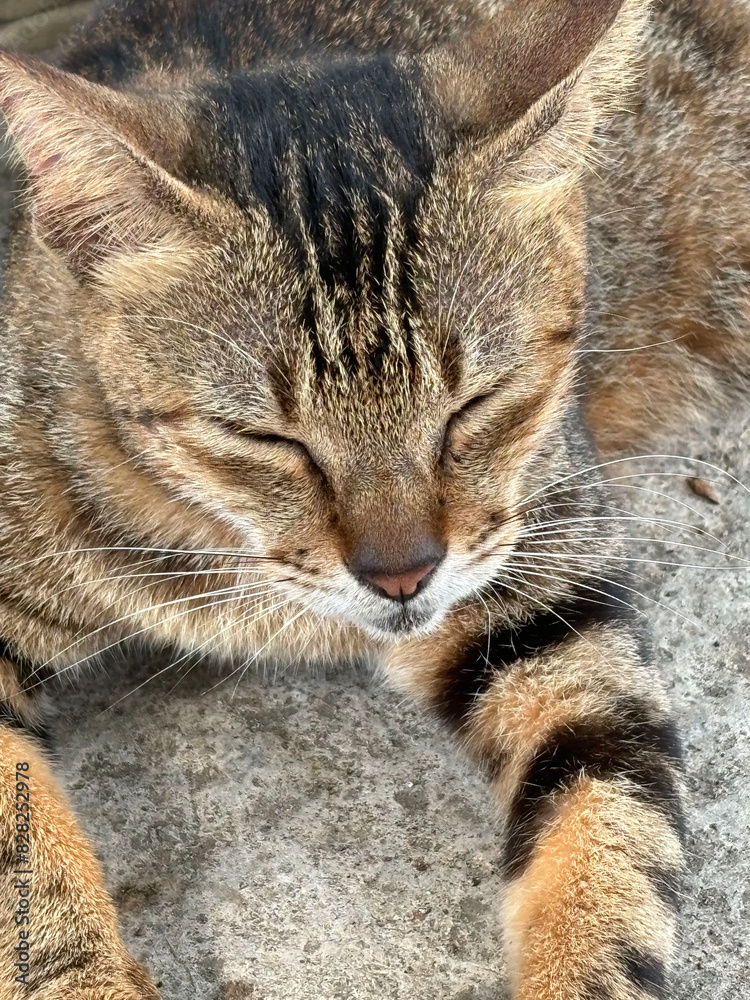 beautiful cute street cat with fluffy fur, a stray cat in the street of Asian country beautiful cute street cat with fluffy fur, a stray cat in the street of Asian country