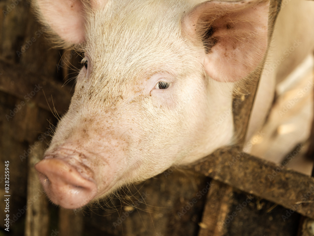 Pink pig in a wooden pig sty sticking it head out Pink pig in a wooden pig sty sticking it head out