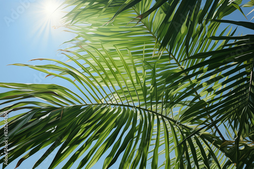 Tropical palm tree with green leaves against a blue sky