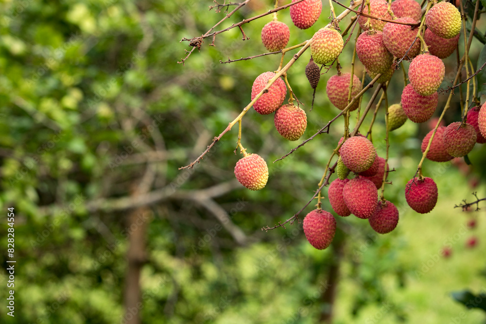 Fresh ripe lychee fruits hanging on lychee tree in plantation garden.Close up lychee trees fruit. Fresh ripe lychee fruits hanging on lychee tree in plantation garden.Close up lychee trees fruit.