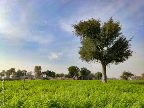 Prosopis Cineraria (Khejari) tree in the young carrots crop field photo