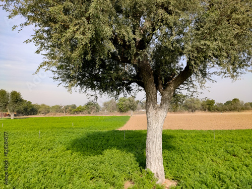 Prosopis Cineraria (Khejari) tree in the young carrots crop field photo