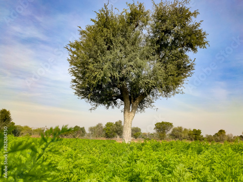 Fototapeta Naklejka Na Ścianę i Meble -  Prosopis Cineraria (Khejari) tree in the young carrots crop field