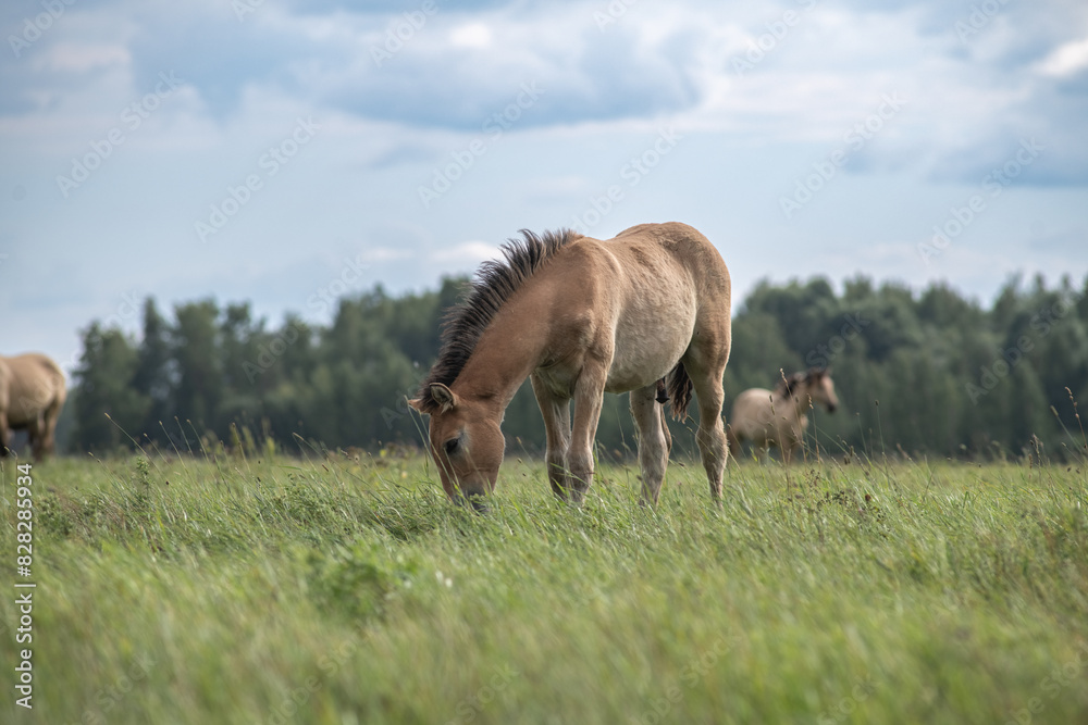 Fototapeta premium A thoroughbred horse grazes in a farmer's field.