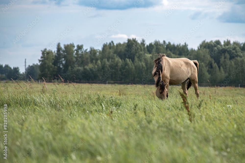 A thoroughbred horse grazes in a farmer's field. A thoroughbred horse grazes in a farmer's field.